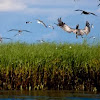 Oiled Coastal Wetlands & Birds