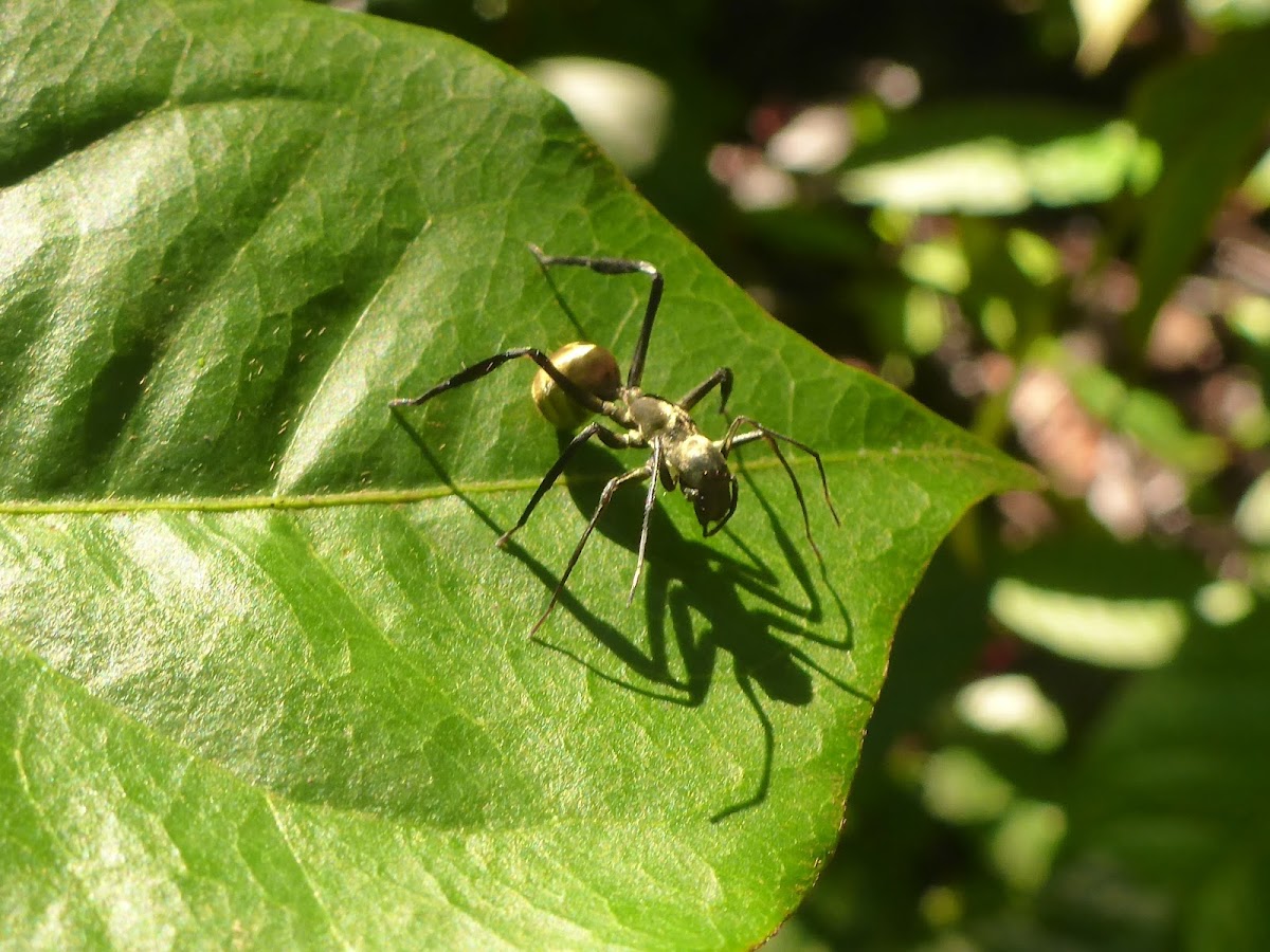 Golden Carpenter Ant mimic spider