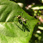 Golden Carpenter Ant mimic spider