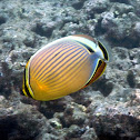 Oval Butterflyfish