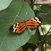 Orange-spotted Tiger Clearwing