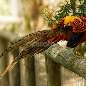 Red Golden Pheasant by Zdenka Rosecka - Animals Birds