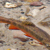 Brook Trout