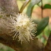 Flower of Brazilian Grape Tree, Jaboticaba