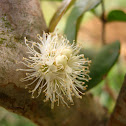 Flower of Brazilian Grape Tree, Jaboticaba