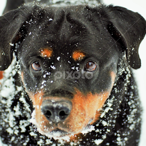 German Rottweiler - 1 by Denise Johnson - Animals - Dogs Portraits