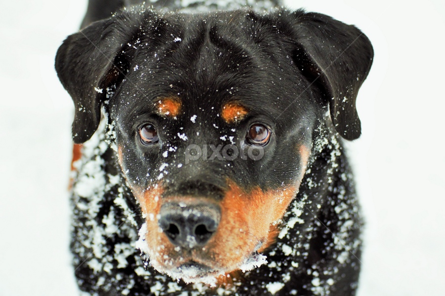German Rottweiler - 1 by Denise Johnson - Animals - Dogs Portraits