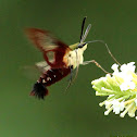 Hummingbird clearwing moth