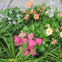 Hydrangea, daylilies, hostas