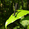 Ebony Jewelwing