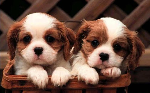Puppy Dog Wallpaper Screenshots 12