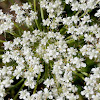 Queen Anne's Lace