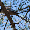 Iberian Azure-winged Magpie; Rabilargo