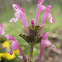 Henbit