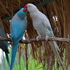 Blue Indian Ringneck  Parrot Mutations