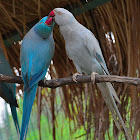 Blue Indian Ringneck  Parrot Mutations