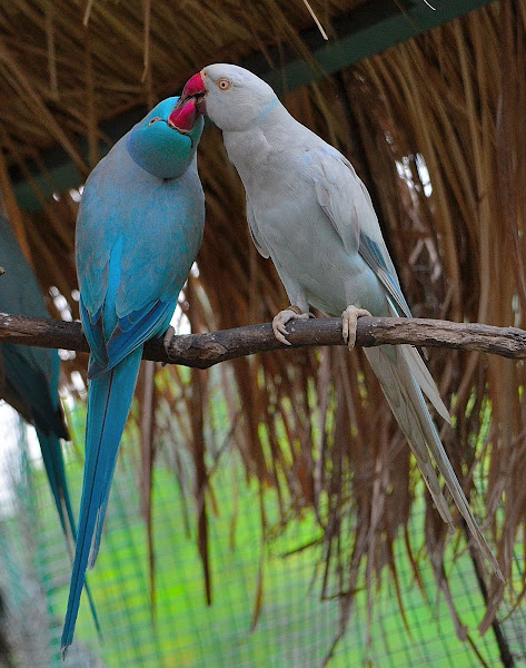 Blue Indian Ringneck Parrot Mutations | Project Noah