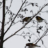 European Goldfinches / Stieglitze