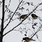 European Goldfinches / Stieglitze