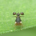 Ant Mimic Tree Hopper