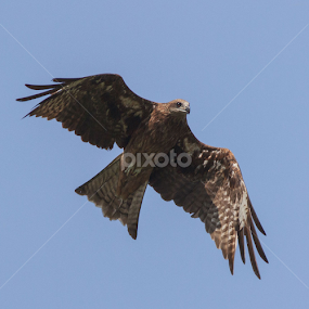 Dream in the Wings by Yunus Mony - Animals Birds