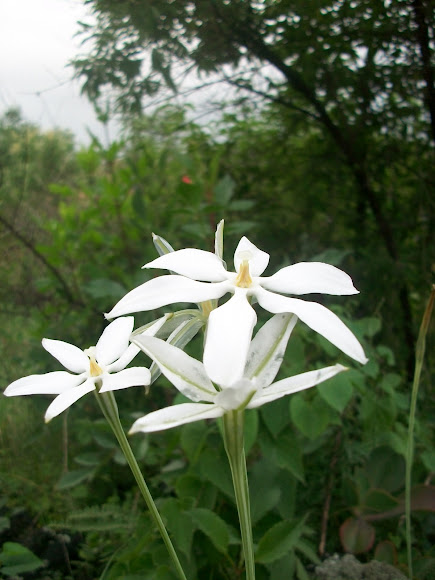 Milla Biflora Project Noah