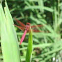 Crimson Marsh Glider