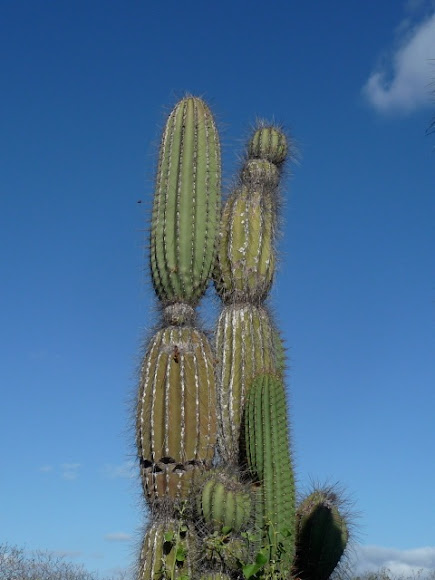 Candelabro / Galapagos Candelabra Cactus | Project Noah