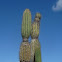 Candelabro / Galapagos Candelabra Cactus