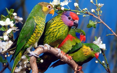 Parrot Wallpaper Screenshots 6