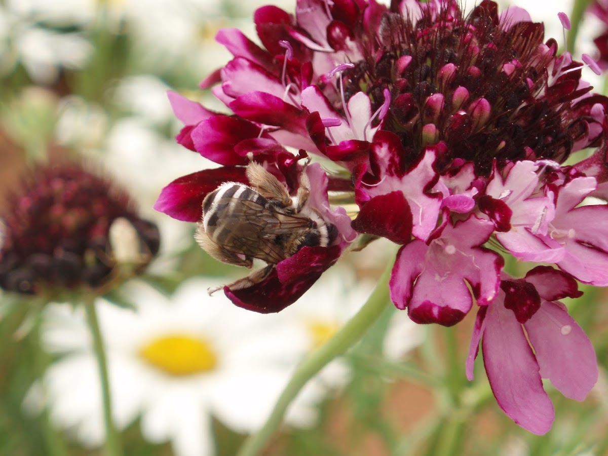 Anthophorid bee