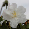 Rhododendron