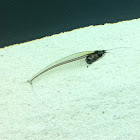 Glass catfish