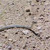 Sonoran Whipsnake