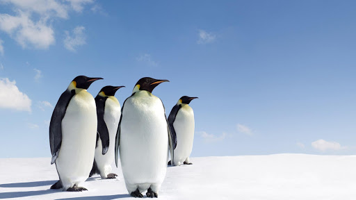 Penguin HD Wallpaper