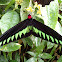 Rajah Brooke's Birdwing