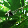 Helicopter damselfly