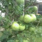 Grape fruit tree