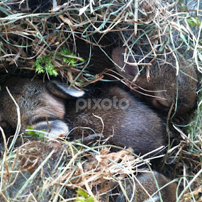 We are family by Bridget Wegrzyn - Animals Other