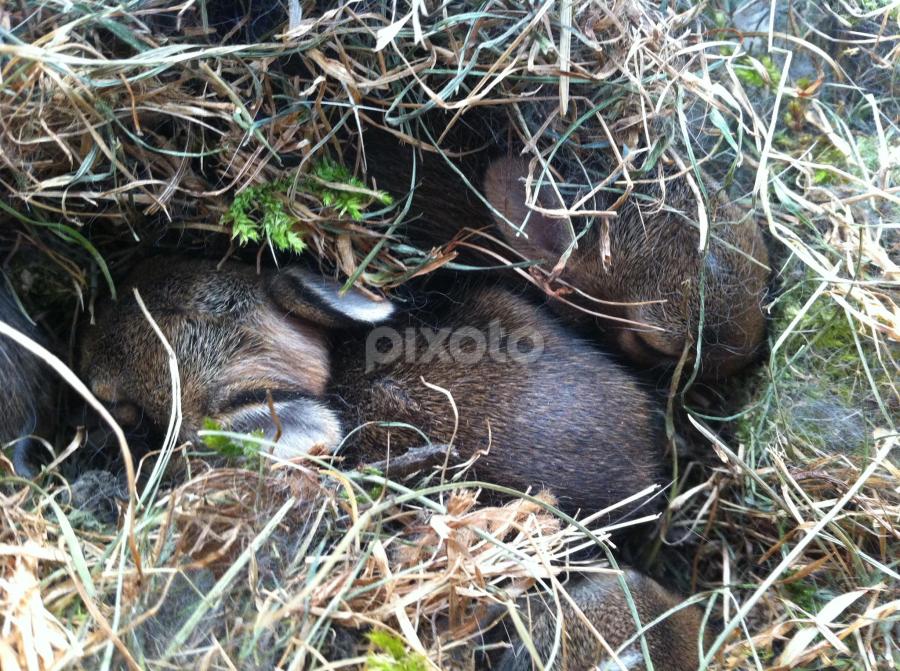 We are family by Bridget Wegrzyn - Animals Other