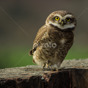 Surprised by Saurabh Midha - Animals Birds