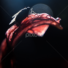 Silhouettes of a fly by Ndang Chun - Animals Insects & Spiders