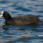 Eurasian Coot