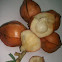 Wild Starfruit (Uchong)