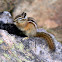 Yellow-Pine Chipmunk