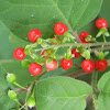 coralito - pigeonberry - bloodberry