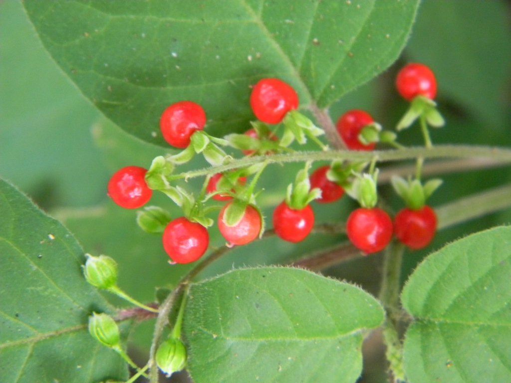 coralito - pigeonberry - bloodberry