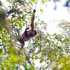 Colombian Red Howler Monkey