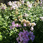 Common Flowering soapwort