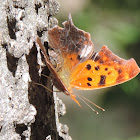 Question Mark Butterfly